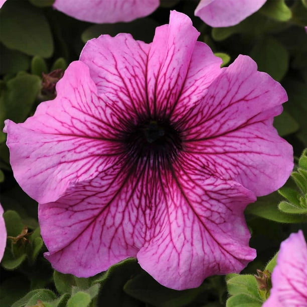 Petunia Seeds Daddy Blue 50 Pelleted Petunia Seeds Petunia Seeds Daddy Blue 50 Pelleted Petunia Seeds